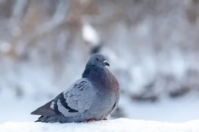 Студия зимы: Изображения голубей в форматах JPG, PNG, WebP