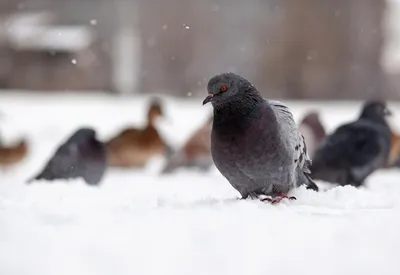 Зимний покой перьев: Голуби зимой на ваш выбор