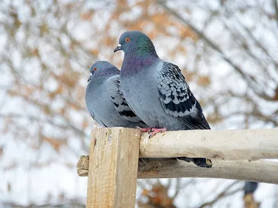 Зимний ветер перемен: Скачивайте фото голубей в разных форматах