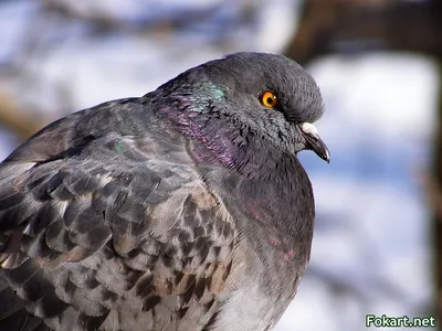 Снежная красота голубей: Фотографии в JPG, PNG, WebP