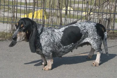 Собака голубого гасконского бассета на фото