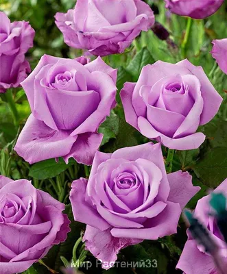 Розовая роза с голубыми оттенками - Фото jpg