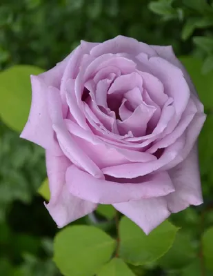 Прекрасная голубая нил роза на фотке - Фото jpg