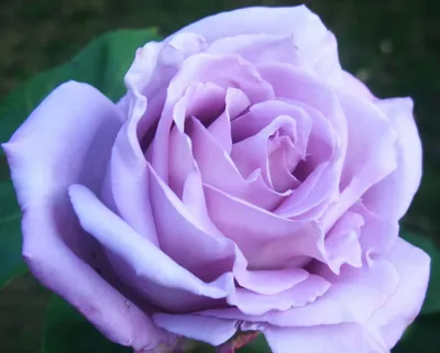 Изумительная голубая роза для скачивания - Изображение png
