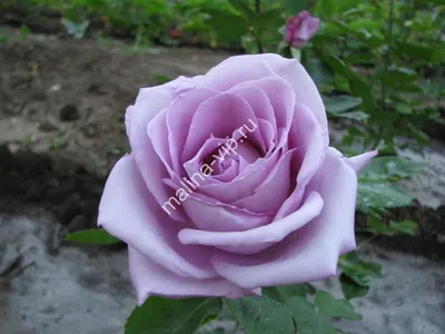 Уникальное фото голубой нил розы на странице - Фотография webp