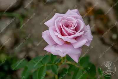 Чудесная голубая нил роза на фотке - Фото jpg