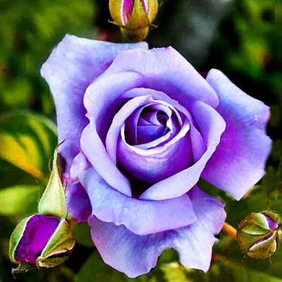 Уникальное фото голубой нил розы на странице - Фотография webp