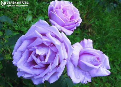 Удивительная голубая нил роза - Фотография webp