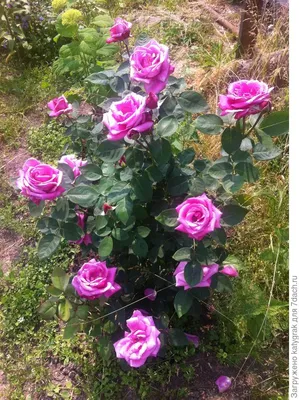 Изысканная голубая нил роза на картинке - Изображение png