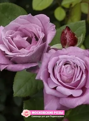 Прекрасная голубая роза во всей красе на фотографии - Фотография webp