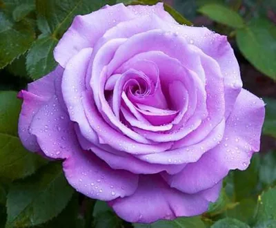 Замечательная голубая нил роза на фотке - Фото jpg