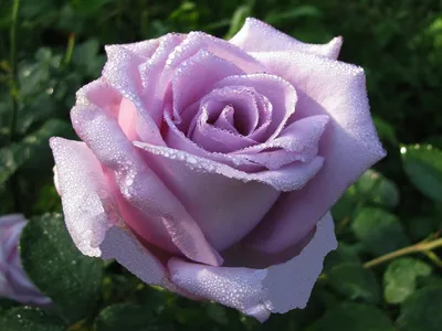 Потрясающая голубая роза для скачивания - Изображение png