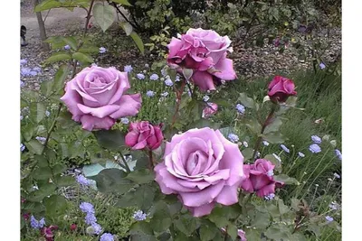Прекрасная роза с голубыми оттенками на фотографии - Фотка jpg