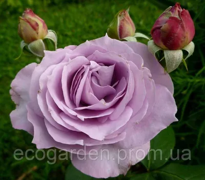 Красивая голубая нил роза на картинке - Изображение png