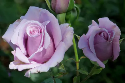 Фотография голубой розы во всей красе - Фотография webp