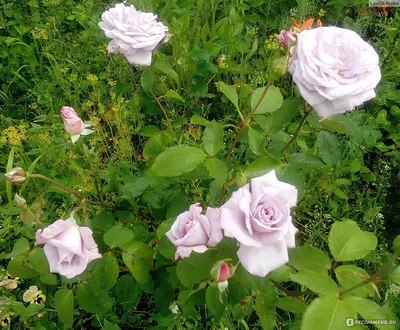 Красота голубого нил розы на картинке - Фотка jpg