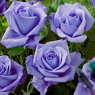 Сногсшибательная голубая нил роза на фотке - Фото jpg