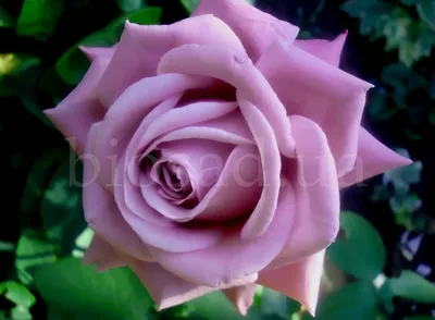 Уникальная голубая роза для скачивания - Изображение png
