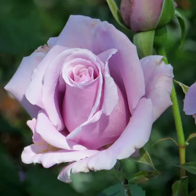 Удивительное фото голубой нил розы на странице - Фотография webp