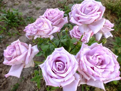 Прекрасная роза с голубыми оттенками на фотографии - Фотка jpg
