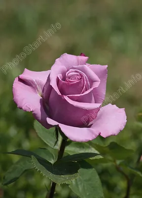 Потрясающая голубая нил роза на картинке - Изображение png