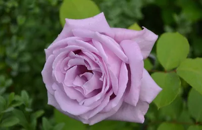 Замечательная голубая нил роза на фотке - Фото jpg