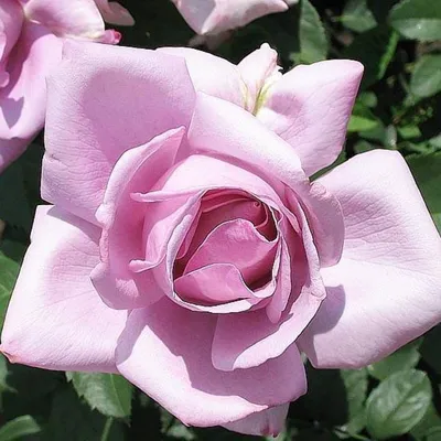 Восхитительная голубая роза для скачивания - Изображение png