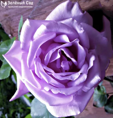 Яркая голубая роза для вашего просмотра - Изображение png