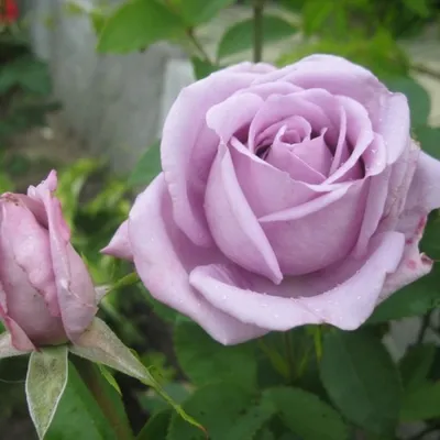 Фантастическая роза с голубыми оттенками на фотографии - Фотка jpg