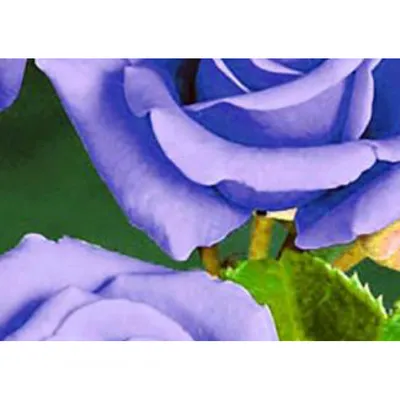 Красивая голубая нил роза на картинке - Изображение png