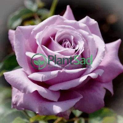 Универсальная голубая роза во всей красе на фотографии - Фотография webp