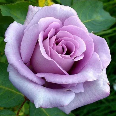 Прекрасная голубая нил роза для скачивания - Изображение png