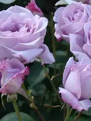 Уникальное фото голубой нил розы - Фотография webp