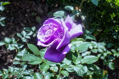 Фантастическая роза с голубыми оттенками на фотографии - Фотка jpg