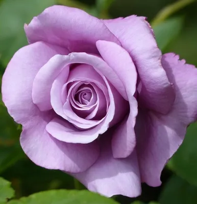 Великолепие голубой нил розы на картинке - Изображение png