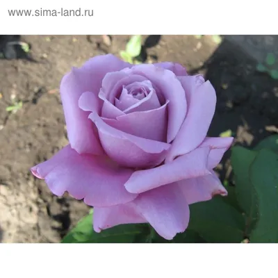 Очаровательная голубая роза во всей красе - Фотография webp