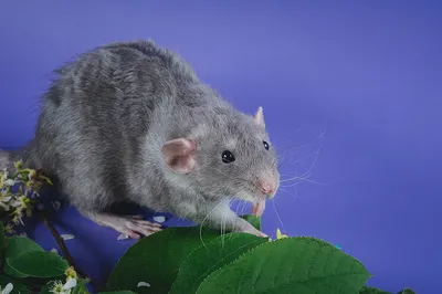 Фото крысы с голубой шерстью