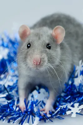 Фото голубой крысы с размытым фоном