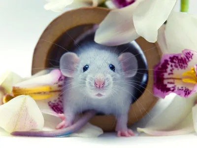 Фотография голубой крысы с блестящей шерстью