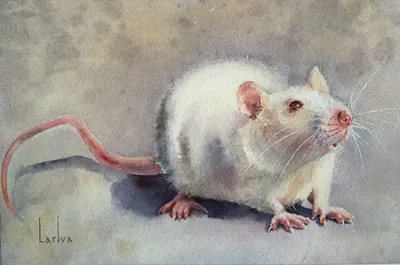 Изображение голубой крысы в абстрактной композиции