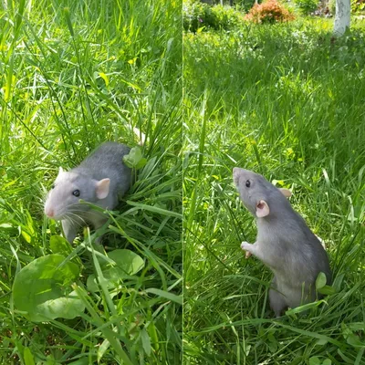 Фото голубой крысы на фоне зеленой травы