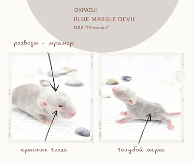 Фото крысы со смешной миной