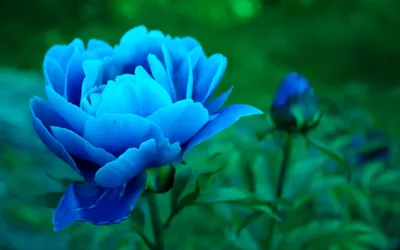 Красивые голубые пионы на фото с мягкими тонами