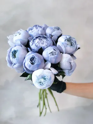 Фото голубых пионов с прекрасной цветовой гаммой