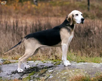 Собака-гончая на фото в горах: Гамильтона