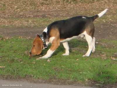 Собака-охотник на фото на реке: Гамильтона