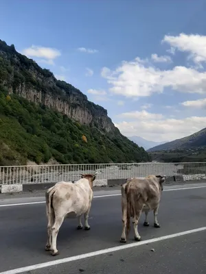 Картинки альпийского пейзажа Кавказа