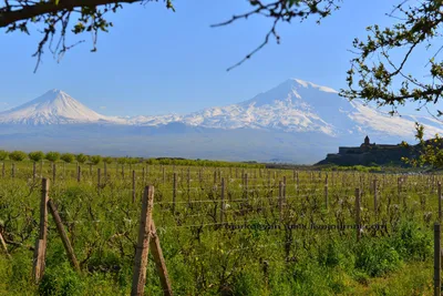 Гора арарат армения фотографии