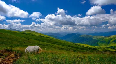 Фото Горы Драгобрат в живописных цветах