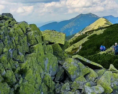 Картинки горы хомяк в Карпатах - скачать бесплатно в HD качестве